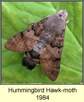 Hummingbird Hawk-moth, Macroglossum stellatarum