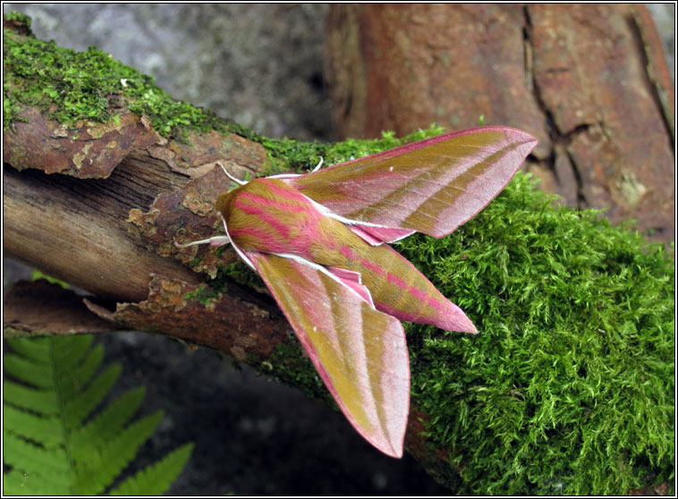 Elephant Hawk-moth, Deilephila elpenor