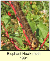 Elephant Hawk-moth, Deilephila elpenor