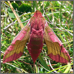 Small Elephant Hawk-moth, Deilephila porcellus