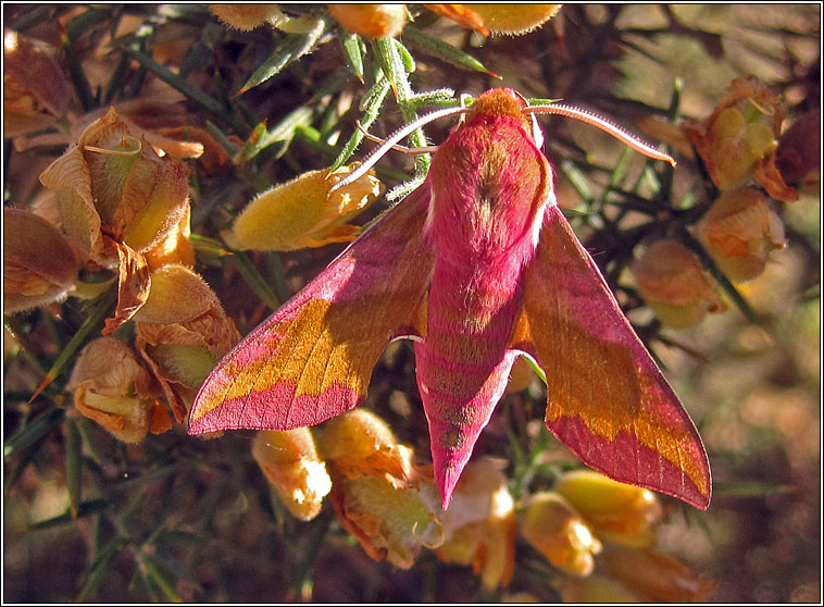 Small Elephant Hawk-moth, Deilephila porcellus