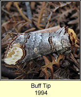 Buff Ermine, Phalera bucephala