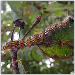 Buff Tip, Phalera bucephala