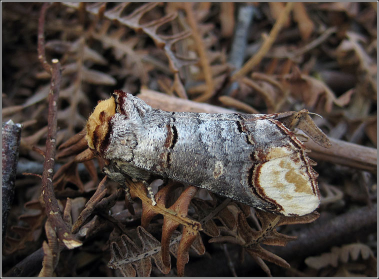 Buff Tip, Phalera bucephala