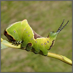 Puss Moth, Cerura vinula