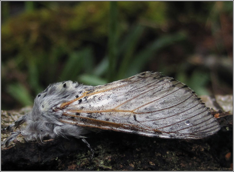 Puss Moth, Cerura vinula