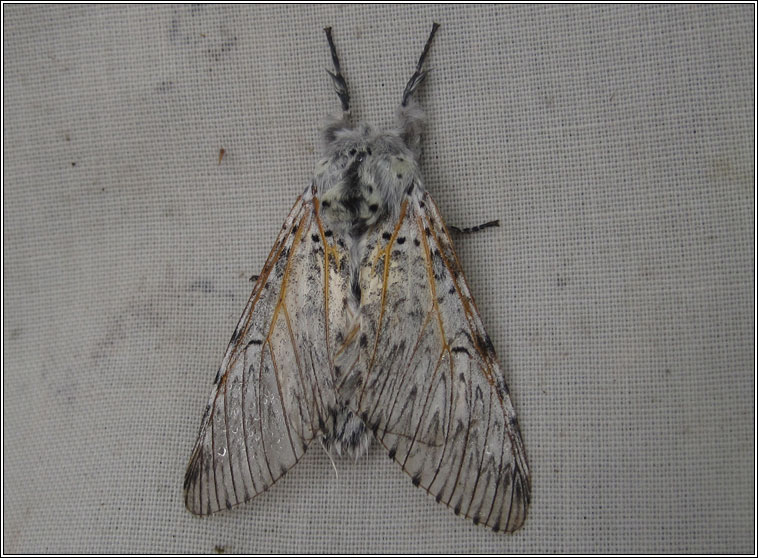 Puss Moth, Cerura vinula