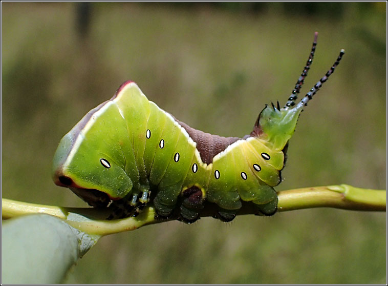 Puss Moth, Cerura vinula