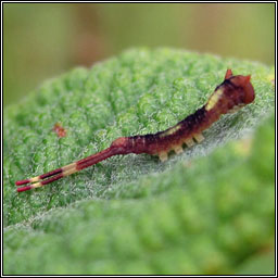 Sallow Kitten, Furcula furcula