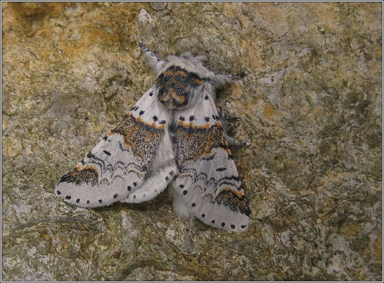 Sallow Kitten, Furcula furcula