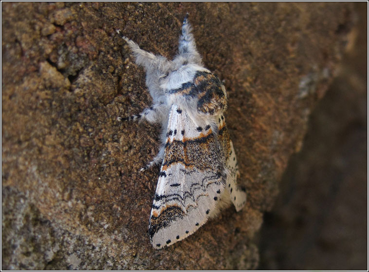 Sallow Kitten, Furcula furcula