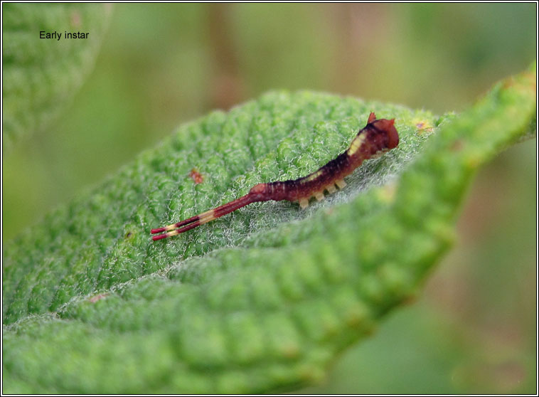 Sallow Kitten, Furcula furcula