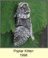 Poplar Kitten, Furcula bifida