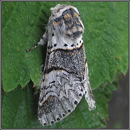 Poplar Kitten, Furcula bifida