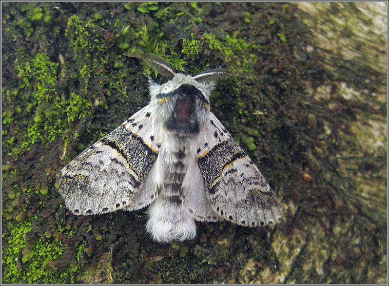 Poplar Kitten, Furcula bifida