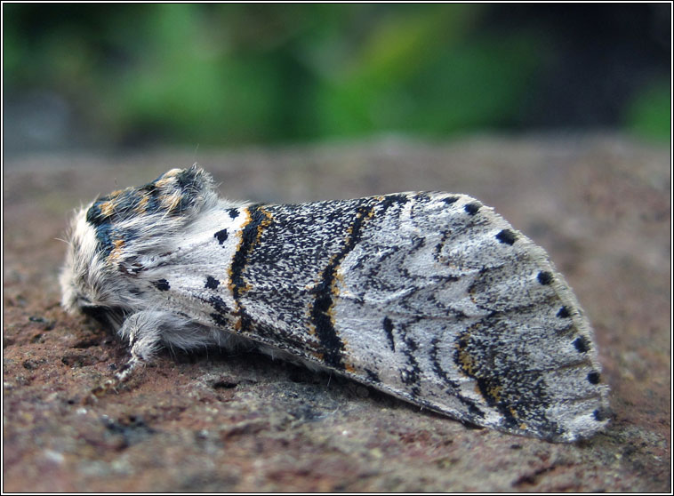 Poplar Kitten, Furcula bifida