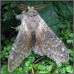 Lobster Moth, Stauropus fagi