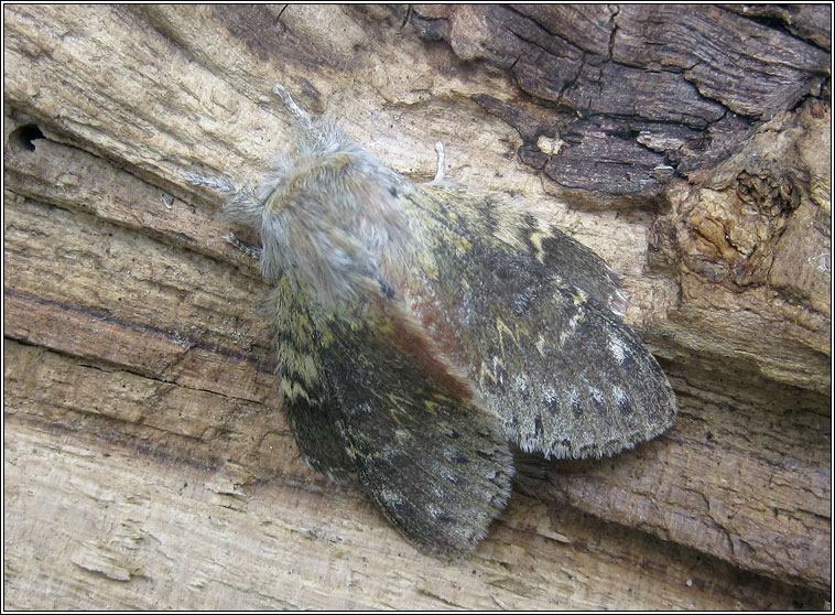 Lobster Moth, Stauropus fagi