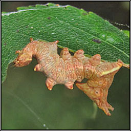 Iron Prominent, Notodonta dromedarius