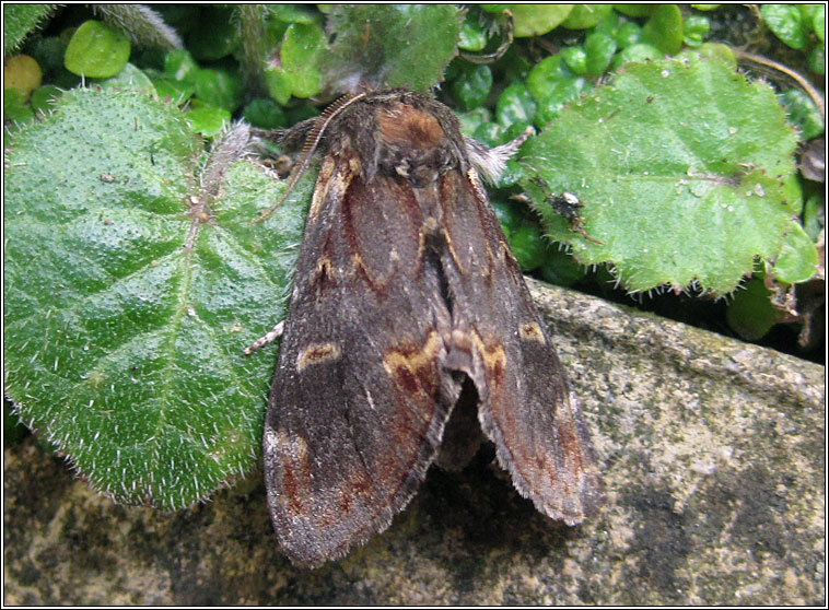 Iron Prominent, Notodonta dromedarius