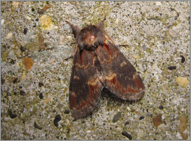 Iron Prominent, Notodonta dromedarius