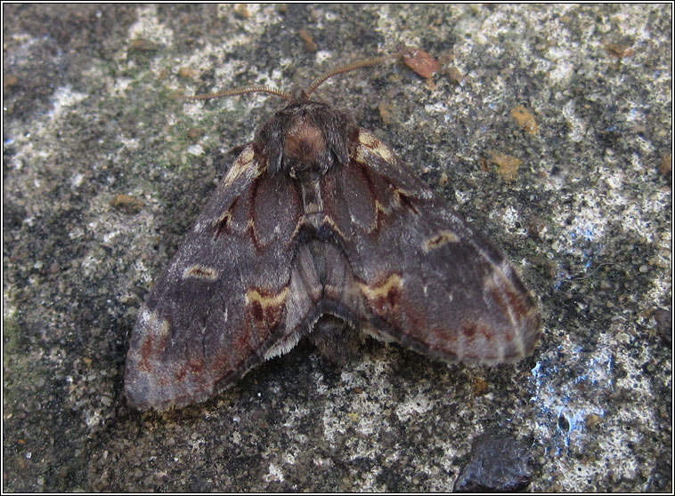 Iron Prominent, Notodonta dromedarius