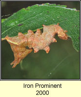 Iron Prominent, Notodonta dromedarius