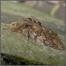 Great Prominent, Peridea anceps