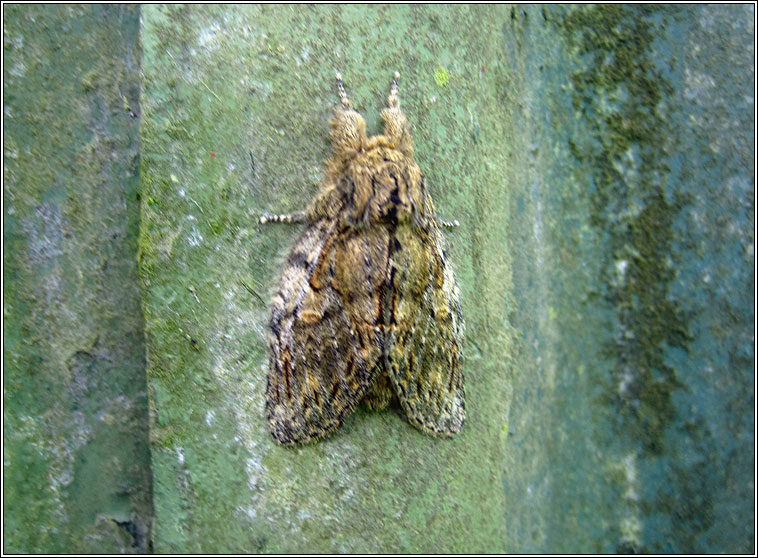 Great Prominent, Peridea anceps