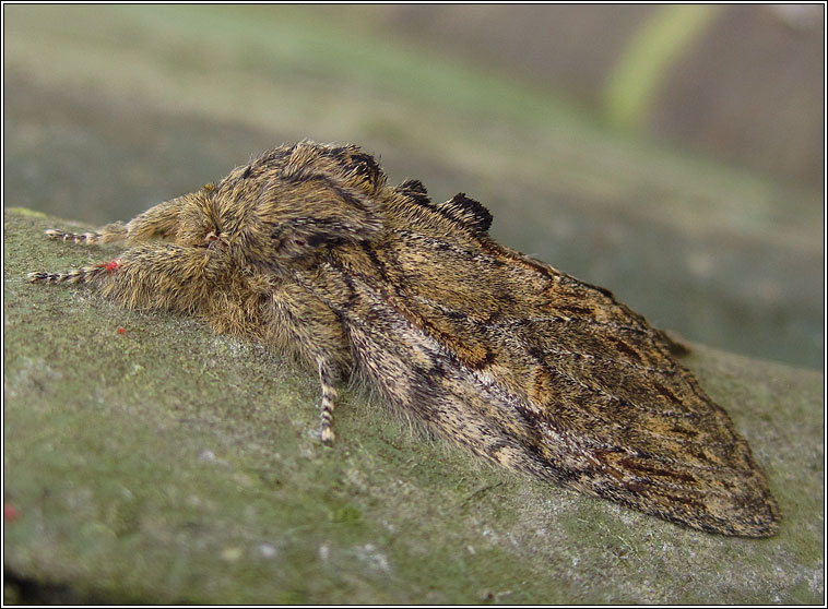 Great Prominent, Peridea anceps