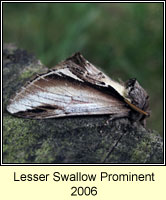 Lesser Swallow Prominent, Pheosia gnoma