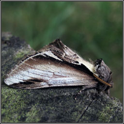 Lesser Swallow Prominent, Pheosia gnoma