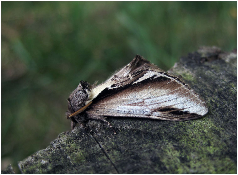 Lesser Swallow Prominent, Pheosia gnoma