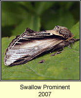 Swallow Prominent, Pheosia tremula