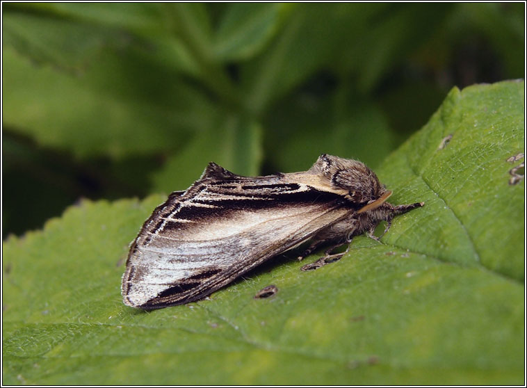 Swallow Prominent, Pheosia tremula