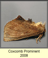 Coxcomb Prominent, Ptilodon capucina