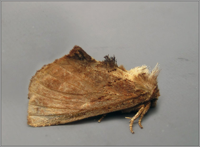 Coxcomb Prominent, Ptilodon capucina