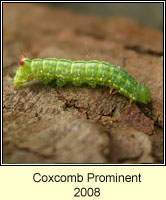 Coxcomb Prominent, Ptilodon capucina