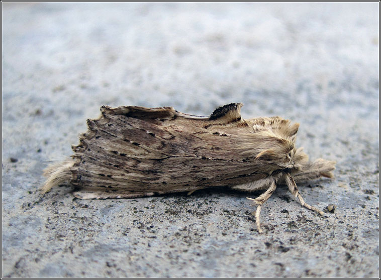 Pale Prominent, Pterostoma palpina