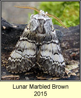 Lunar Marbled Brown, Drymonia ruficornis