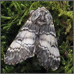 Lunar Marbled Brown, Drymonia ruficornis