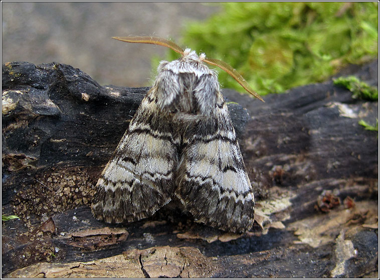 Lunar Marbled Brown, Drymonia ruficornis