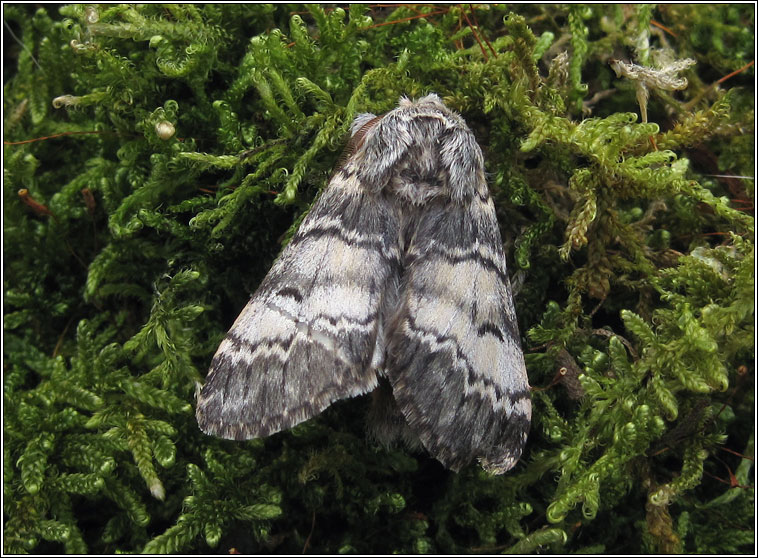 Lunar Marbled Brown, Drymonia ruficornis