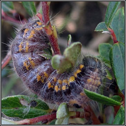 Small Chocolate-tip, Clostera pigra