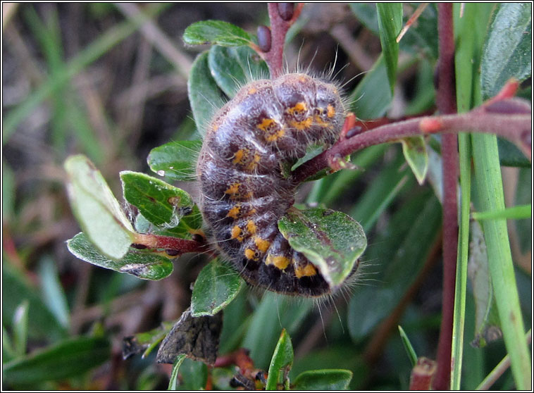 Small Chocolate-tip, Clostera pigra