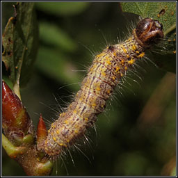 Chocolate-tip, Clostera curtula