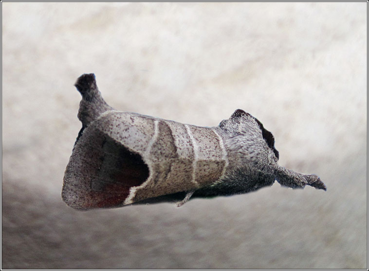 Chocolate-tip, Clostera curtula