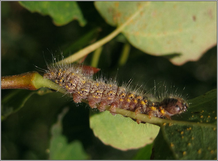 Chocolate-tip, Clostera curtula