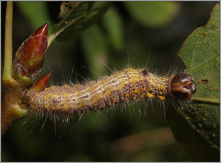 Chocolate-tip, Clostera curtula