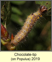 Chocolate-tip, Clostera curtula